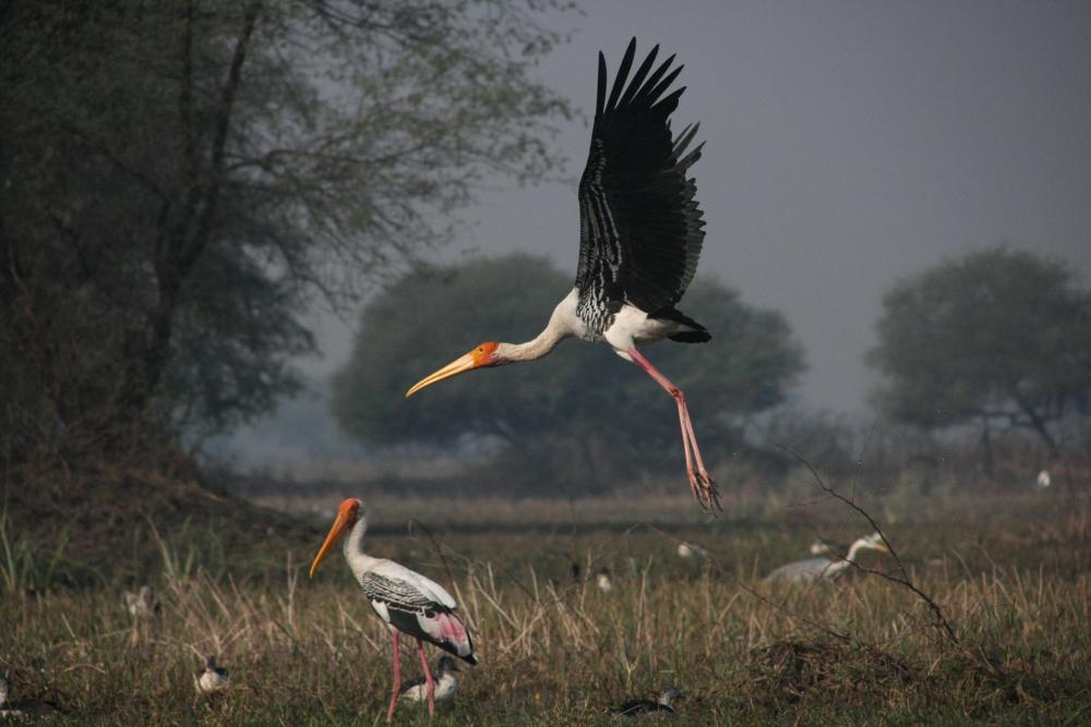 Salim Ali Bird Sanctuary